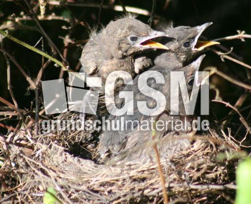 Amsel-8-Tag-turnen-1.jpg